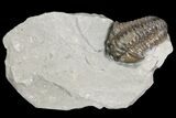 Prone Flexicalymene Trilobite - Mt Orab, Ohio #95825-1